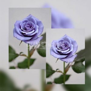 Cara Menggunakan Shadows/Highlights Untuk Menambah Detail
