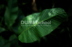 Membuat Background Gambar Menjadi Blur
