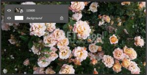 perbedaan opacity dan fill