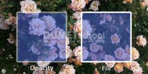perbedaan opacity dan fill