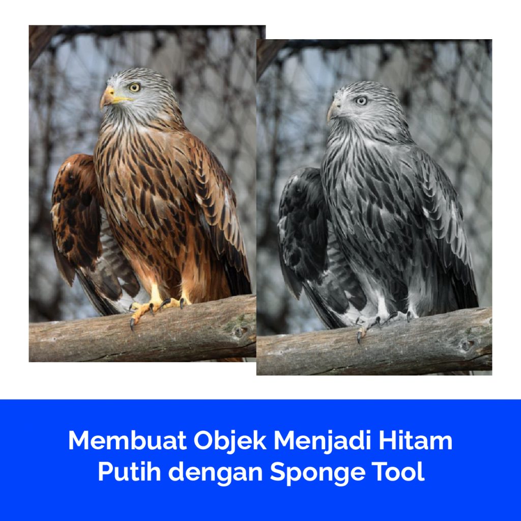 Membuat Objek Menjadi Hitam Putih dengan Sponge Tool