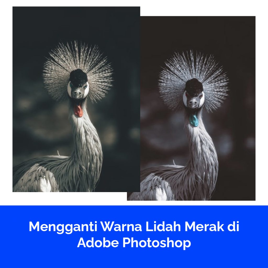 Mengganti Warna Lidah Merak di Adobe Photoshop