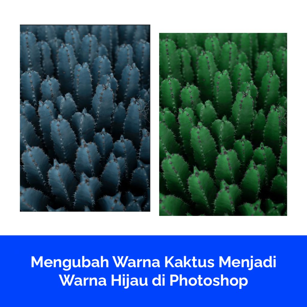 Mengubah Warna Kaktus Menjadi Warna Hijau di Photoshop