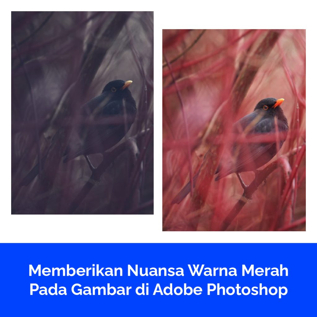 Memberikan Nuansa Warna Merah Pada Gambar di Adobe Photoshop