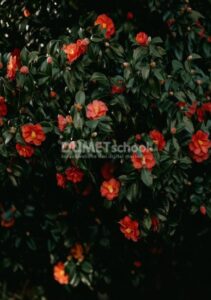 Membuat Efek Wave Amplitude Pada Gambar di Adobe Photoshop