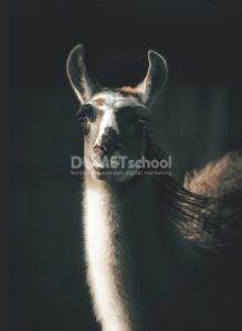 Memberi Efek HDR Toning Pada Gambar di Photoshop
