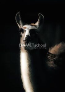 Memberi Efek HDR Toning Pada Gambar di Photoshop