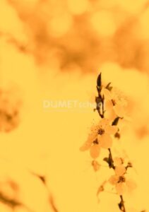 Membuat Efek Soft Warming Pada Gambar di Adobe Photoshop