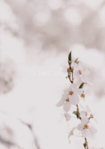 Membuat Efek Soft Warming Pada Gambar di Adobe Photoshop