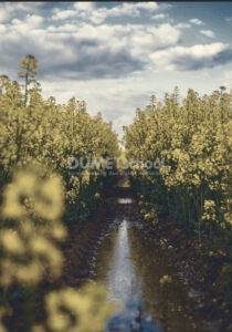 Membuat Efek Fuji dengan Color Lookup di Adobe Photoshop