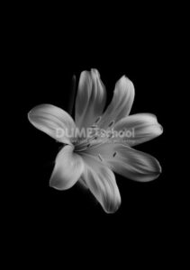 Memberikan Lighting Effect Pada Gambar Hitam Putih di Adobe Photoshop