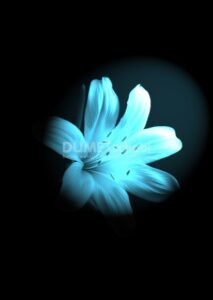 Memberikan Lighting Effect Pada Gambar Hitam Putih di Adobe Photoshop