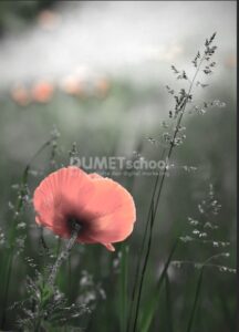 Mengubah Warna Gambar Menjadi Cerah dengan Vibrance di Photoshop