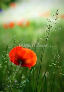 Mengubah Warna Gambar Menjadi Cerah dengan Vibrance di Photoshop