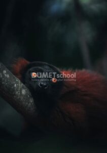 Mengubah Warna Gambar Menjadi Lebih Berwarna di Adobe Photoshop