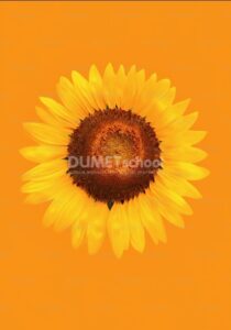 Menghilangkan Objek dengan Average di Adobe Photoshop