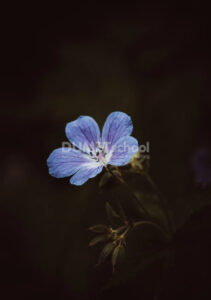 Membuat Area Background Gelap dan Objek Terang di Adobe Photoshop