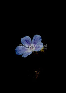 Membuat Area Background Gelap dan Objek Terang di Adobe Photoshop