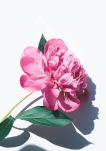 Membuat Cahaya Tambahan Pada Gambar Bunga di Adobe Photoshop
