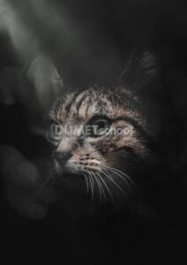 Membuat Gambar Tampak Berwarna dengan Vibrance di Adobe Photoshop