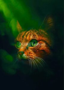 Membuat Gambar Tampak Berwarna dengan Vibrance di Adobe Photoshop