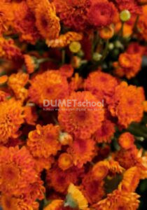 Mengenal Lebih Dalam Apa itu Filter Smart Blur di Adobe Photoshop